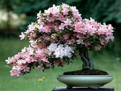 149 BONZAI A MAULEVRIER 2016_000029